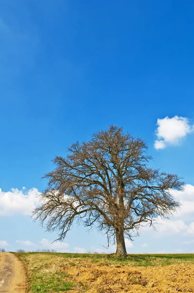 早い春の樹木 — ストック写真