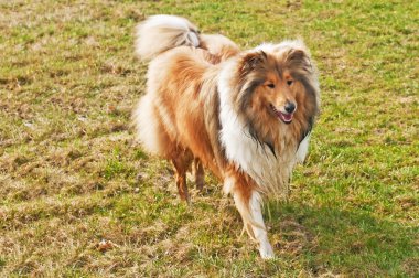 ıslak collie köpek