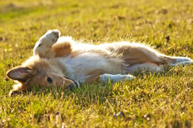 Amerikan doğru yetiştirilmiş çoban köpeği.