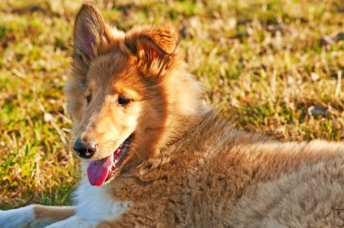 Amerikan doğru yetiştirilmiş çoban köpeği.