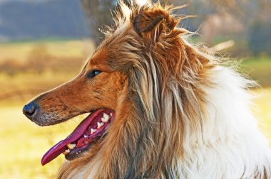 Amerikan doğru yetiştirilmiş çoban köpeği.