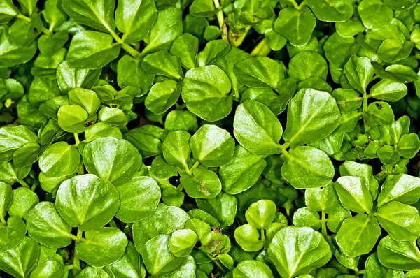 Su tere, nasturtium officinale — Stok fotoğraf