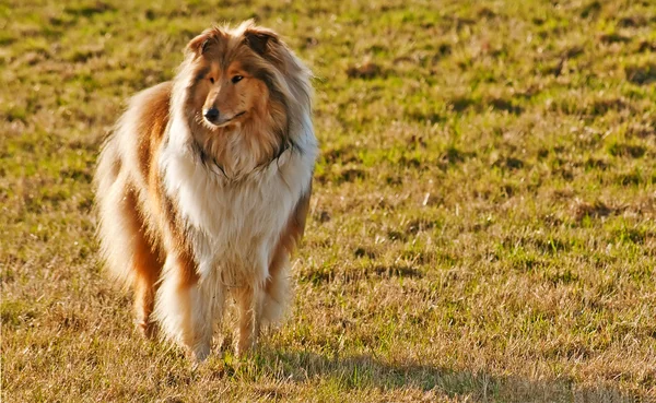 Mokre collie pies — Zdjęcie stockowe