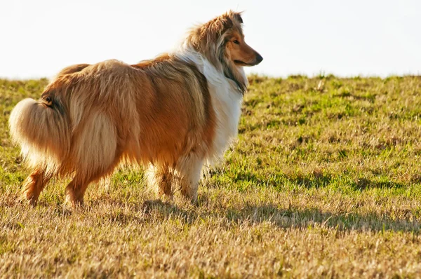 Wet collie dog — Stock Photo, Image