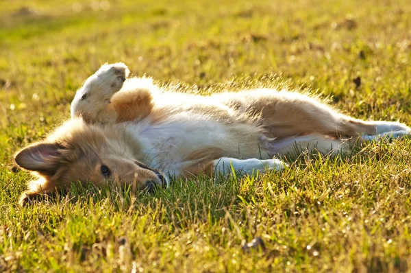 stock image American true-bred collie