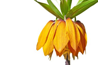 Kraliyet İmparatorluğu, Fritillaria Imperialis