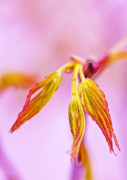 春の紅葉 — ストック写真