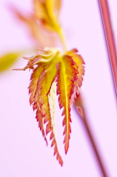 Japansk ahorn i foråret - Stock-foto