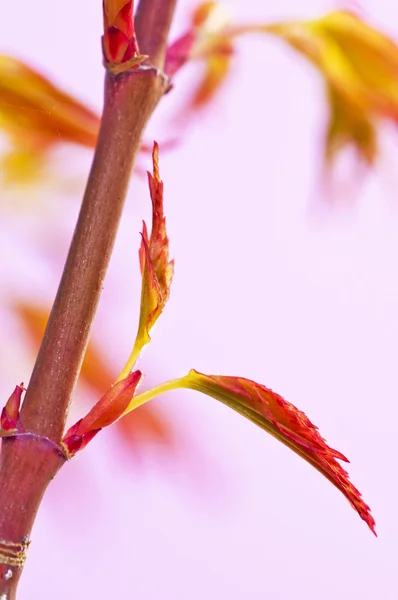 Acero giapponese in primavera — Foto Stock