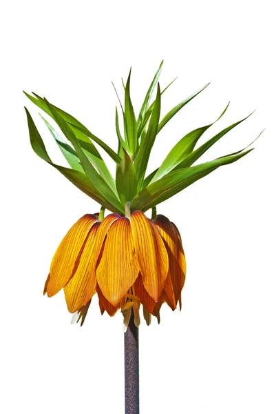 stock image Crown imperial, Fritillaria imperialis