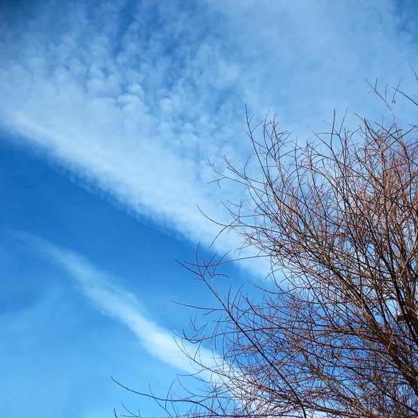 Branches of the tree against a background of clouds and blue sky — Stock Photo, Image