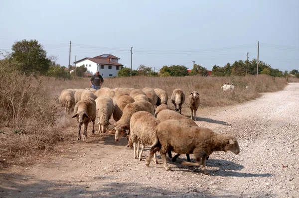 Un troupeau de pâturages de moutons expulse maître . — Photo