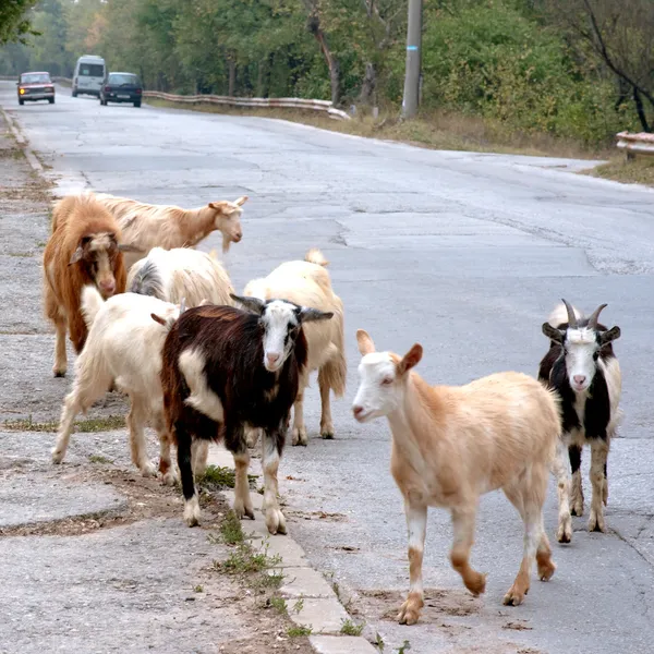 Les chèvres sont sur la chaussée . — Photo