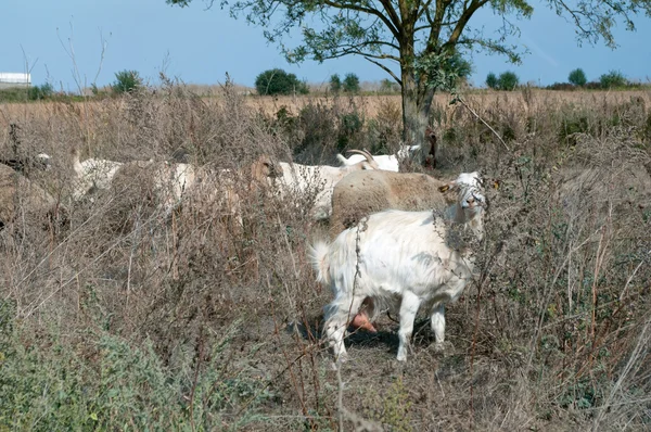 Uma cabra em primeiro plano come as folhas da planta. . — Fotografia de Stock