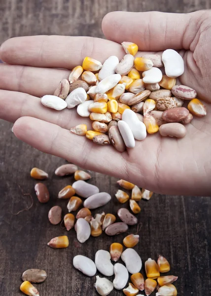 stock image Hand holding bean grains