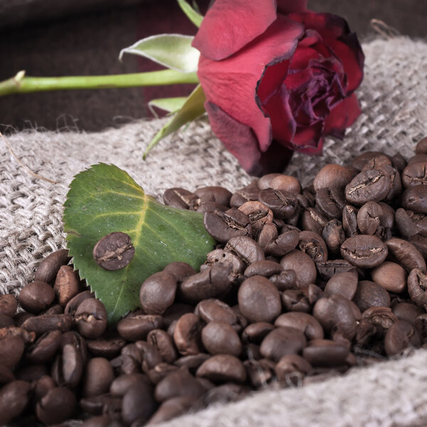 Red rose on coffee beans