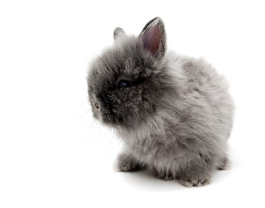 Little Angora bunny #2 clipart