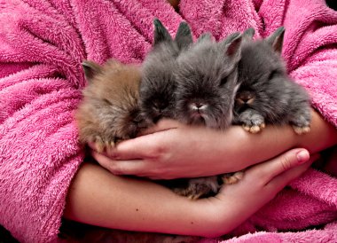 Four Angora bunny clipart