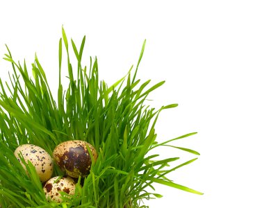 Quail eggs in the grass clipart