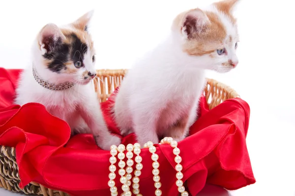 Belos gatinhos — Fotografia de Stock