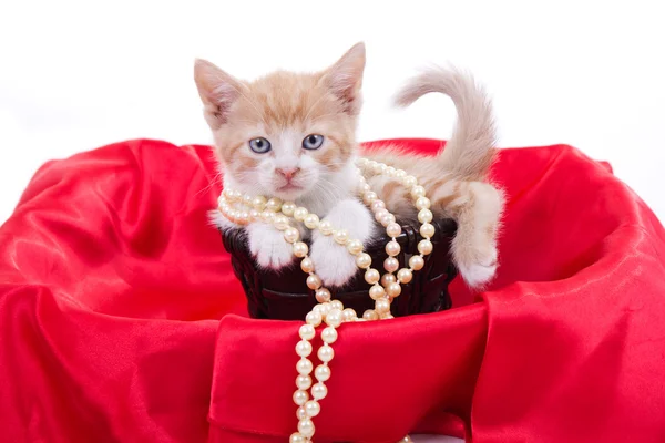 Mooie kleine kitten — Stockfoto