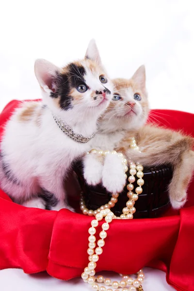 Красивые маленькие котята — стоковое фото