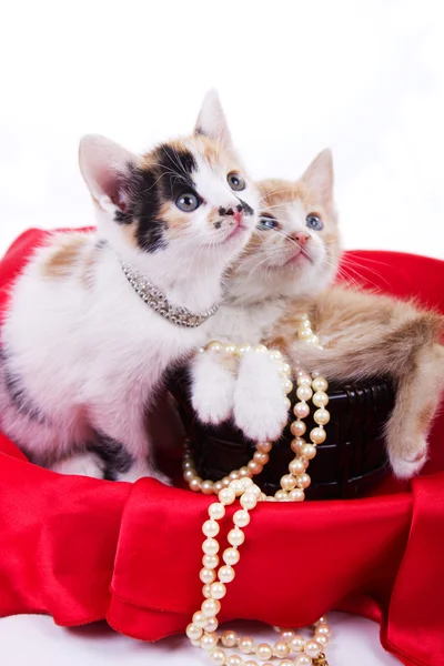 Hermosos gatitos — Foto de Stock