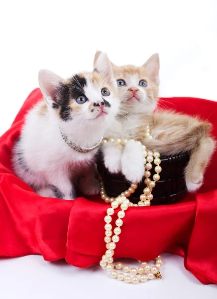 Vackra små kattungar — Stockfoto