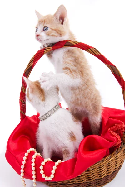 Gatti curiosi — Foto Stock