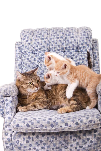 Gata y sus gatitos — Stockfoto