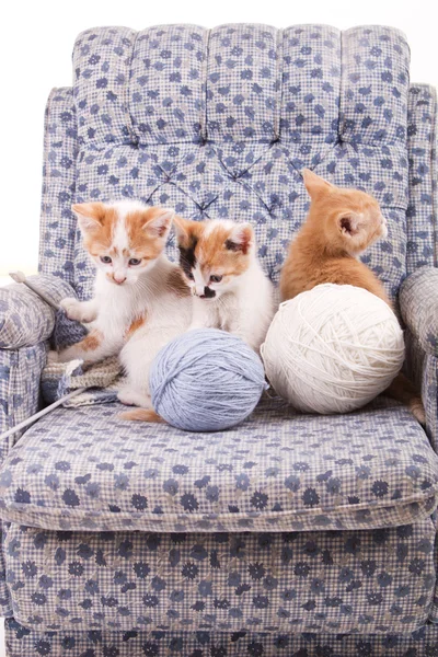 Drie kleine katten — Stockfoto