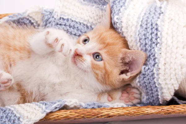 Маленький котенок играет в шерсть — стоковое фото