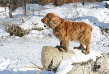 günlük üzerinde köpek