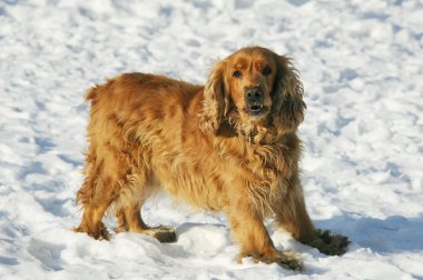 kar üstünde köpek