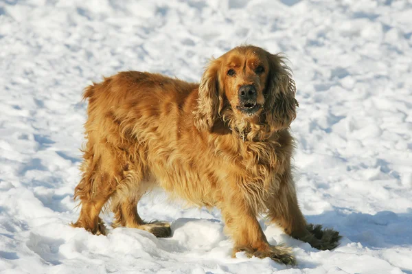 stock image Dog on snow