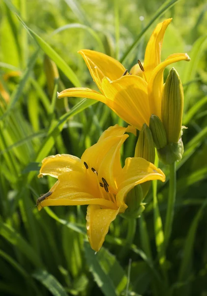 stock image Flowers yellow lilies