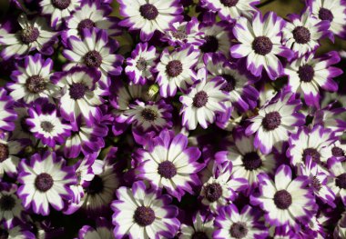 mor cineraria