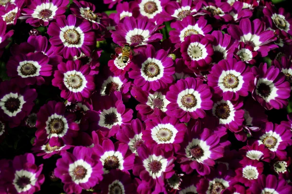 pembe cineraria