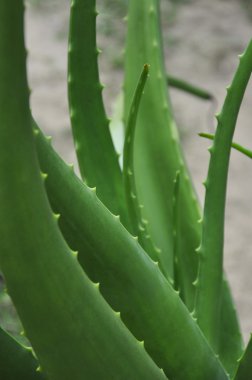 Aloe Vera clipart