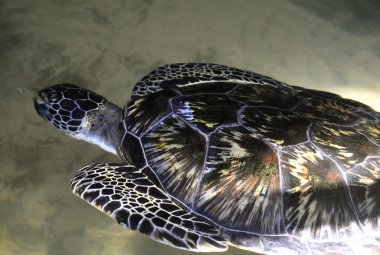 Yeşil deniz kaplumbağası-sri Lanka