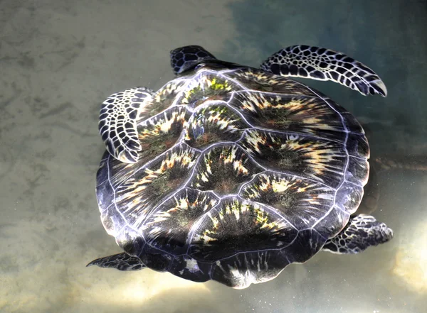 stock image A Green Sea Turtle in Sri Lanka