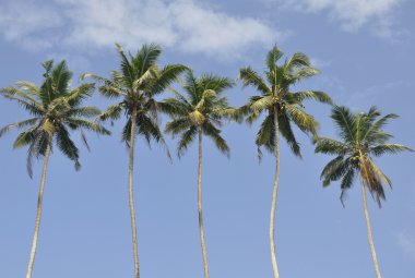 güzel bir açık gökyüzü palmiye ağaçları