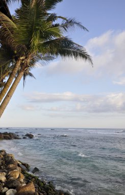 Palm trees on a clear sunny day at the beach clipart