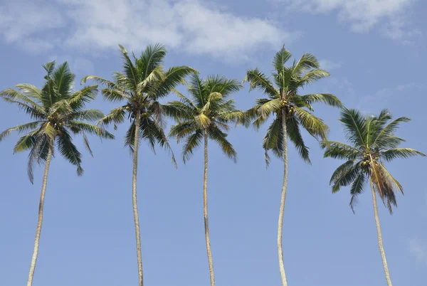 Пальмы на фоне прекрасного чистого неба — стоковое фото