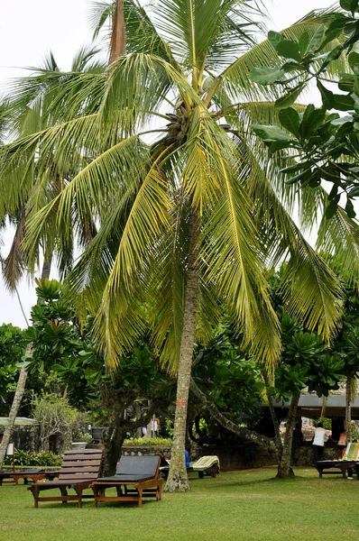 stock image Two sunbeds by a palm tree at a resort