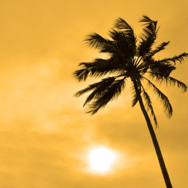 Silhouette of a Palm tree against the sun clipart