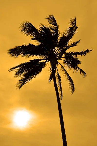 Güneşe karşı bir palmiye ağacı silüeti — Stok fotoğraf