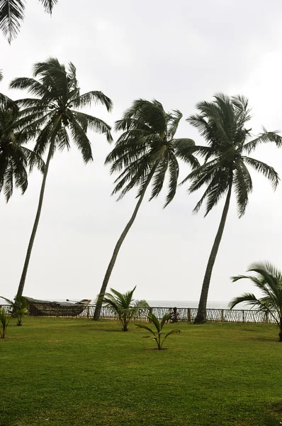 Palmiers dans une pelouse au bord de la plage — Photo
