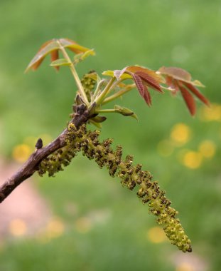 Flower of walnut clipart