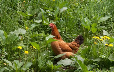 at çayırda dışında Hen